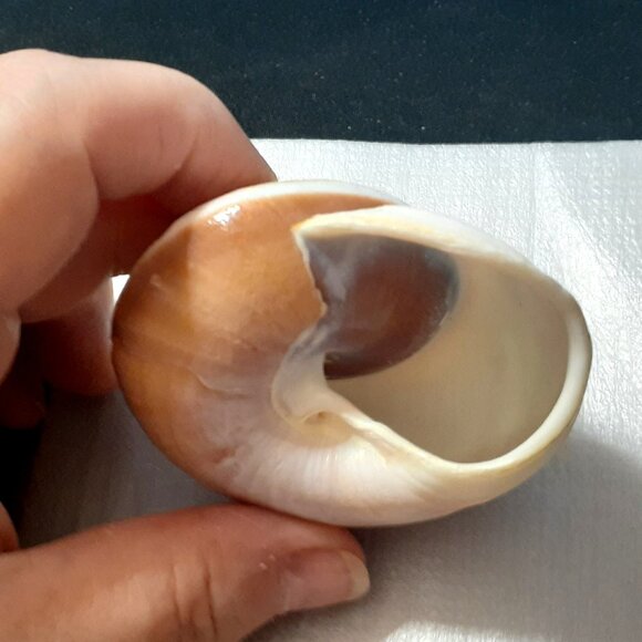 Natural!! Turbo Seashell 3.38 in Length Dark Color Shell - Collectible and Nice! - Picture 4 of 9